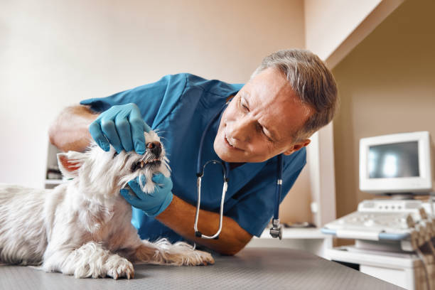 Best Tooth Infection Emergency Dentist  in Horseheads North, NY